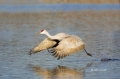 Sandhill-Crane;Crane;Grus-canadensis;Flying-bird;action;aloft;behavior;flight;fl
